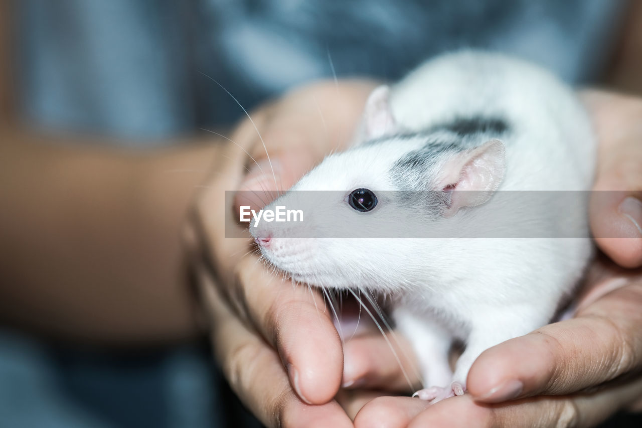 Midsection of person holding rat