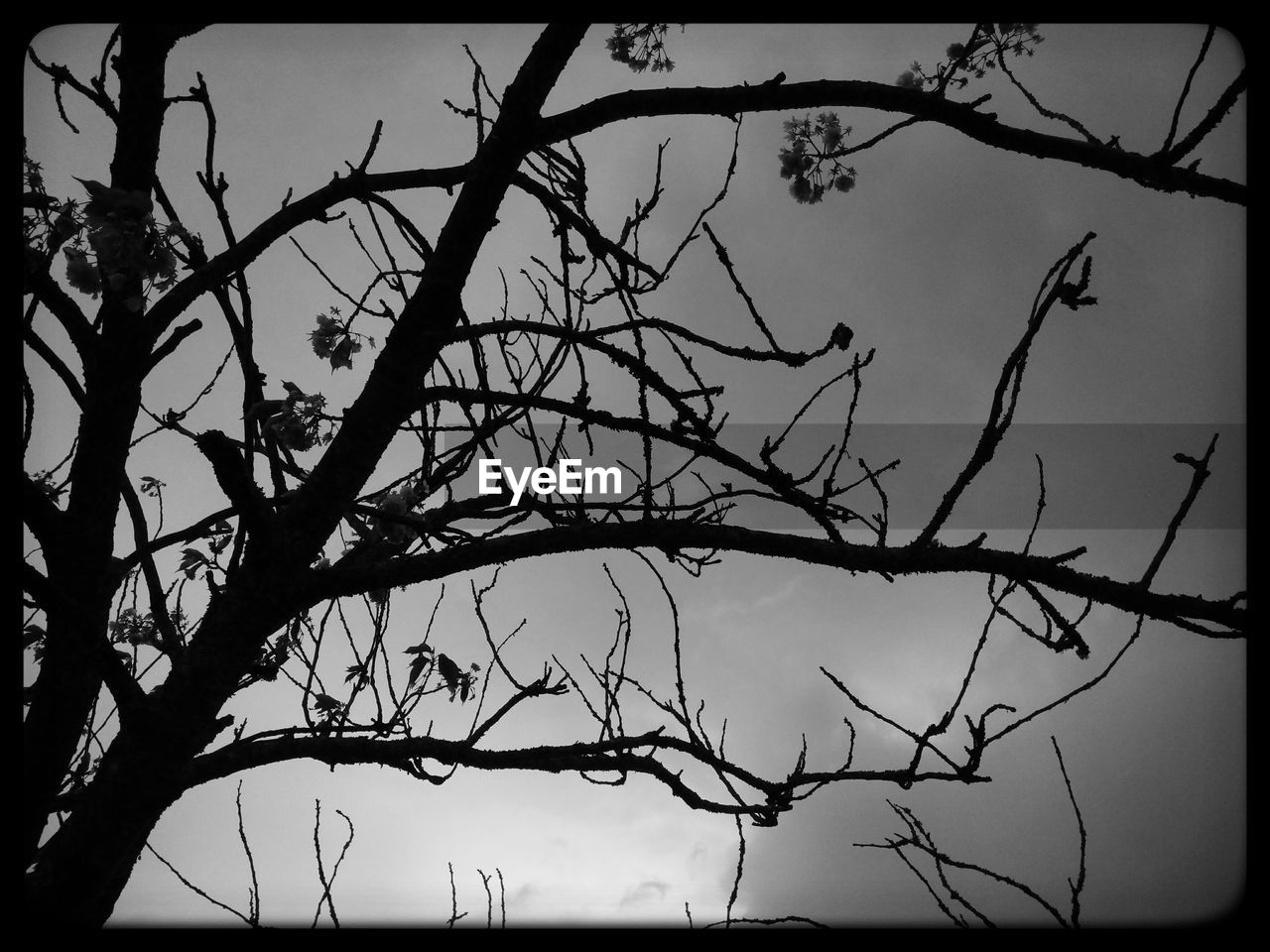 SILHOUETTE OF BARE TREE AGAINST SKY