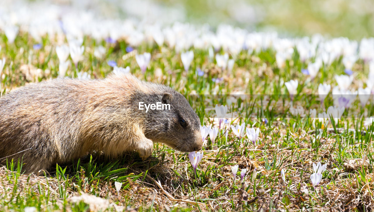 CLOSE-UP OF AN ANIMAL IN FIELD