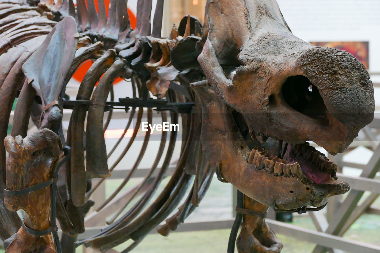 CLOSE-UP OF ANIMAL SKULL IN A ROW