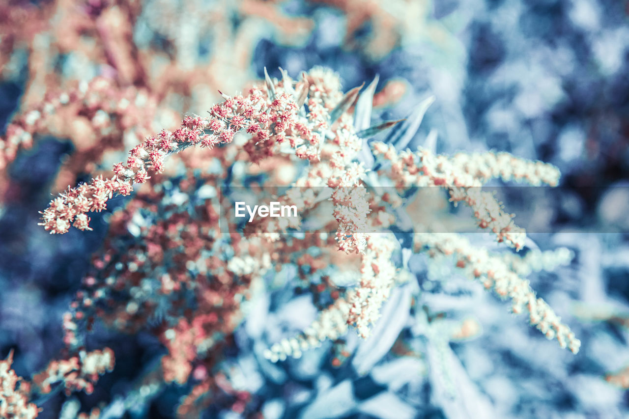 CLOSE-UP OF FROZEN CHERRY TREE