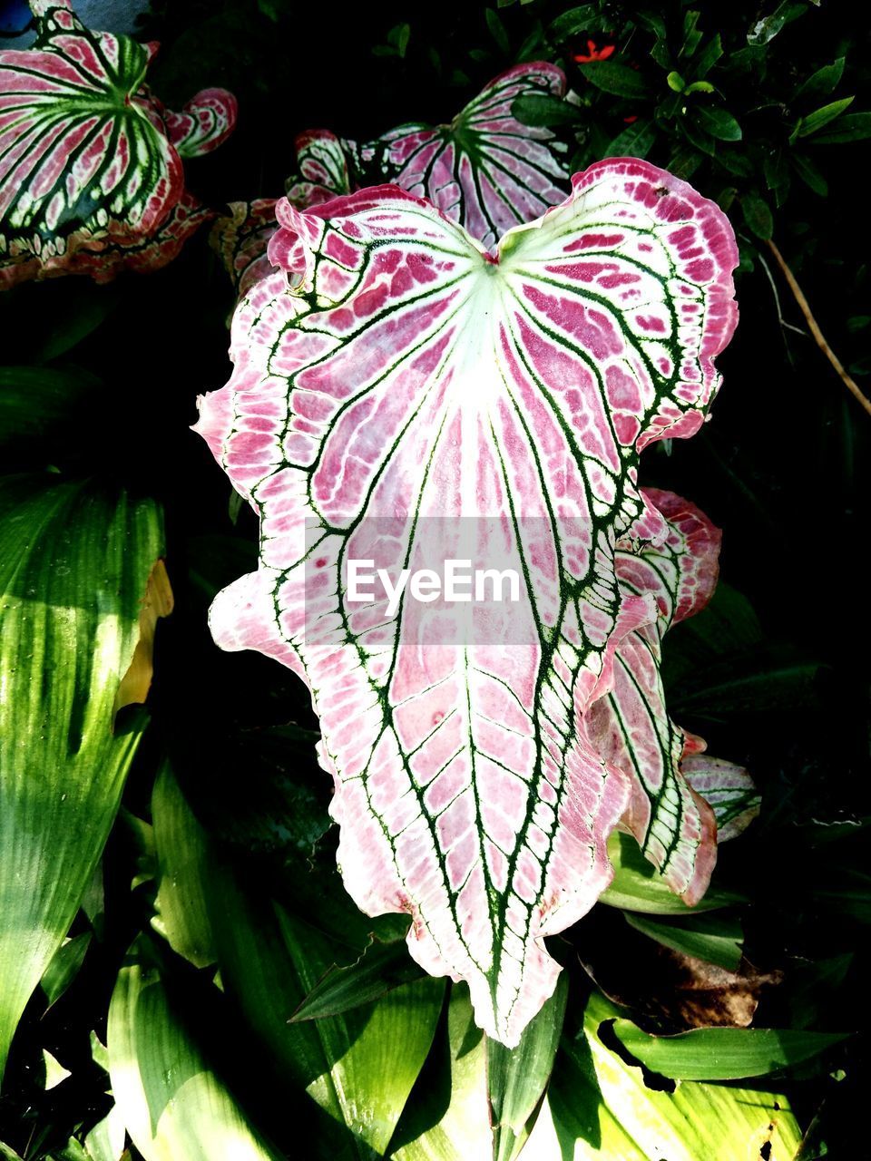 CLOSE-UP OF PINK PLANT