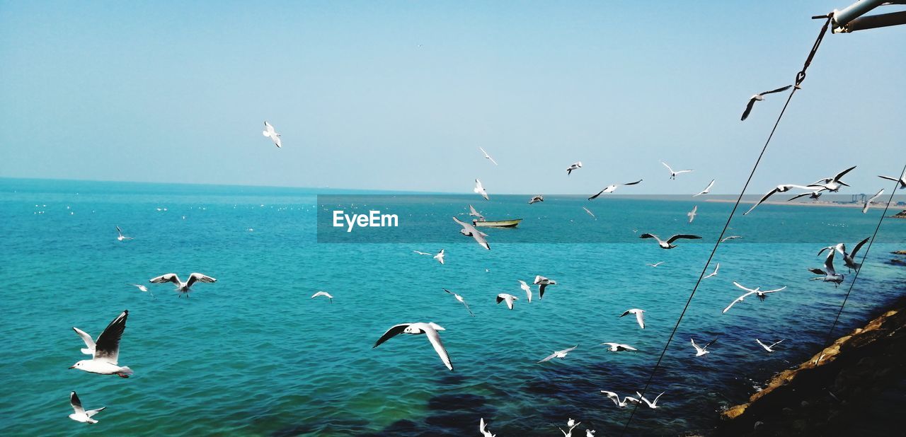 SEAGULLS FLYING OVER SEA