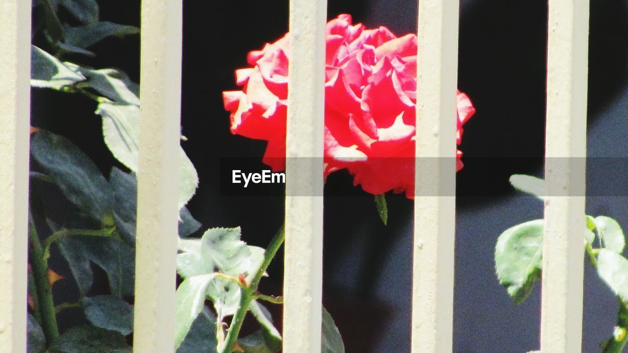 CLOSE-UP OF RED PLANT