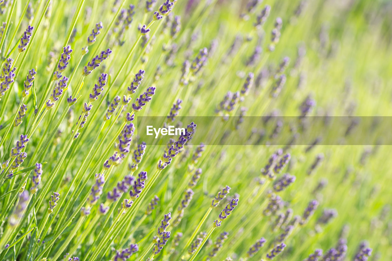 CLOSE-UP OF FRESH PURPLE FLOWERING PLANT