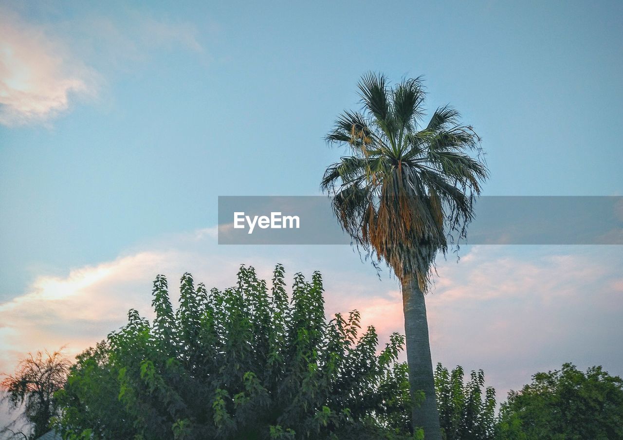 LOW ANGLE VIEW OF PALM TREES AGAINST CLOUDY SKY