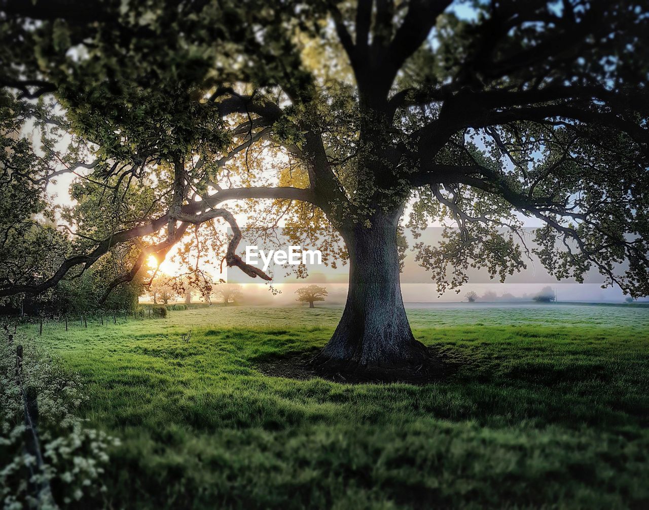 Trees on field against sky