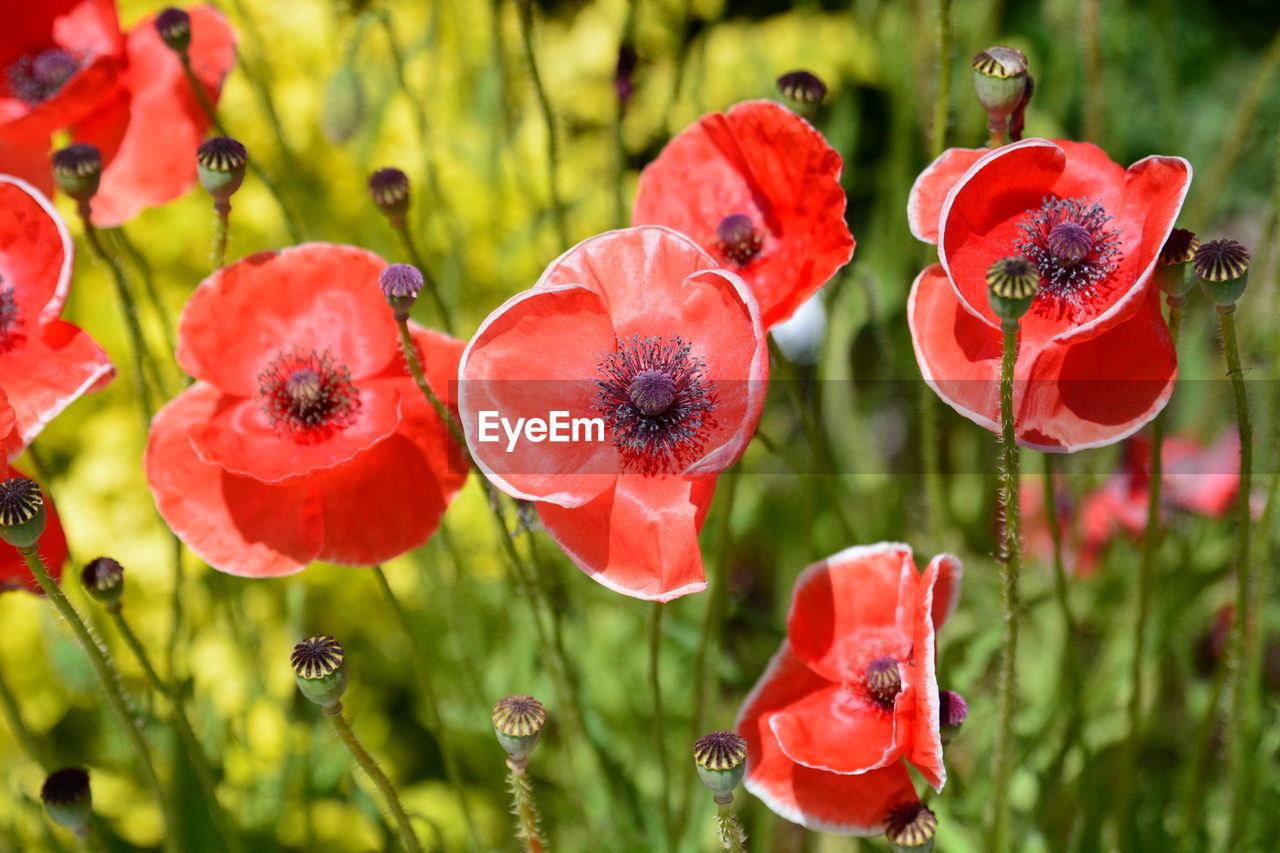 CLOSE-UP OF RED POPPIES ON PLANT