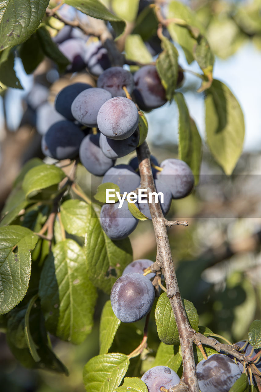 CLOSE-UP OF FRUITS ON TREE