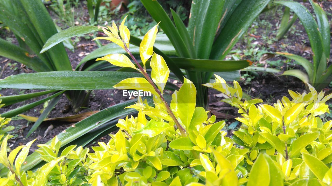 CLOSE-UP OF PLANT GROWING ON WHITE BACKGROUND