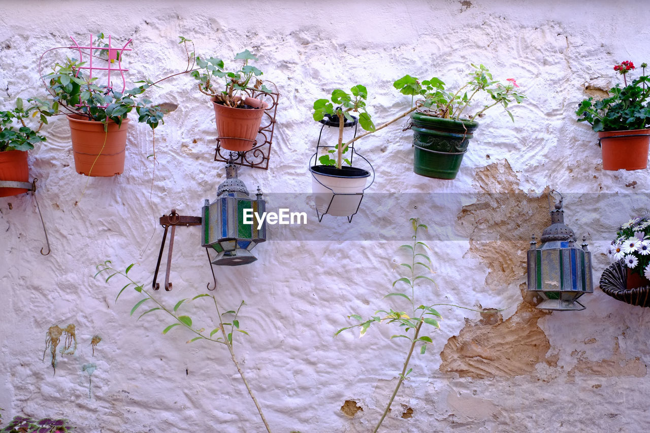 POTTED PLANTS HANGING ON WALL