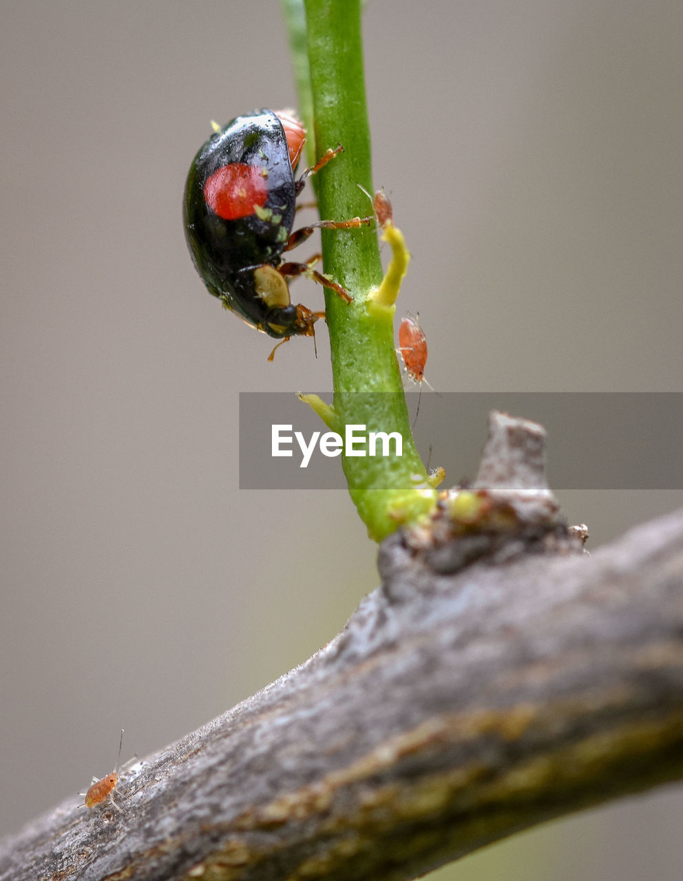 CLOSE-UP OF INSECT ON PLANT