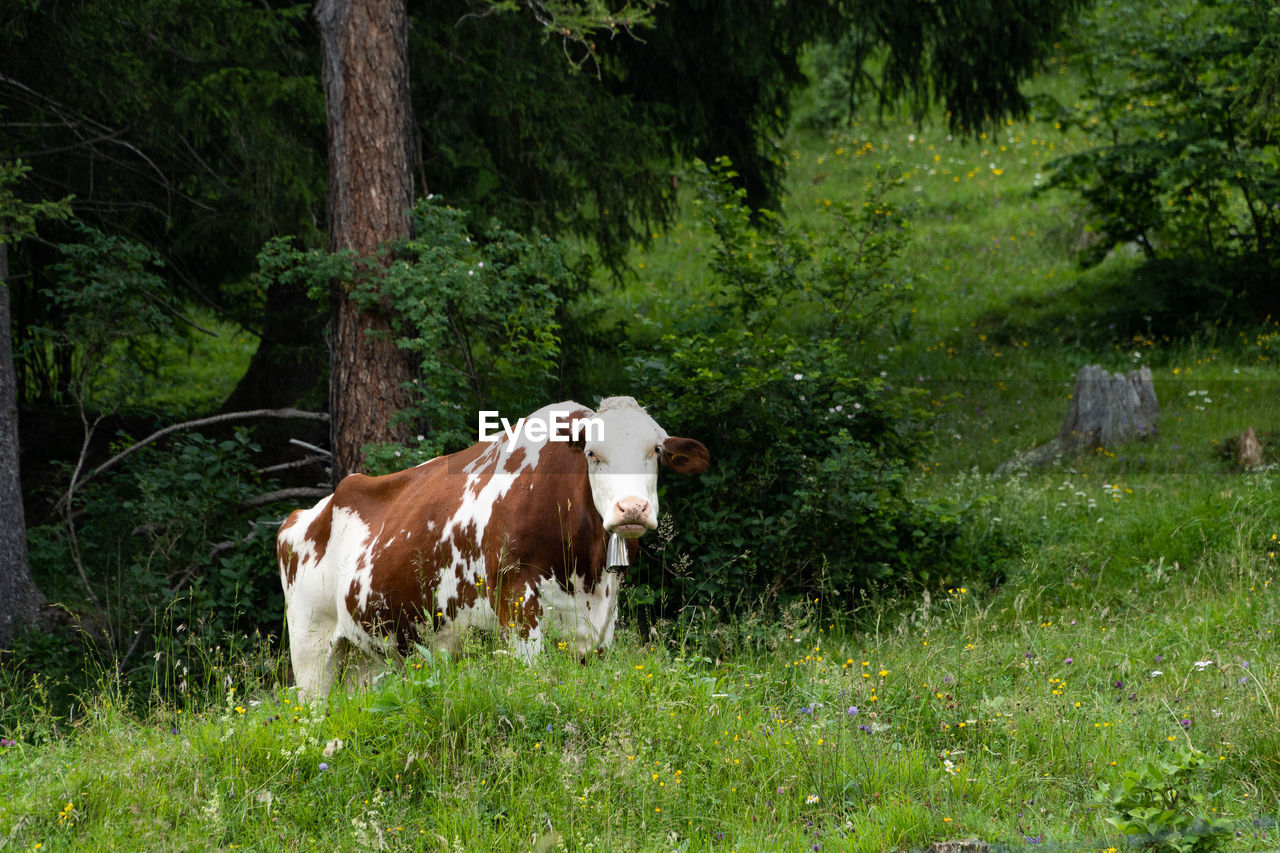 COWS IN A FIELD