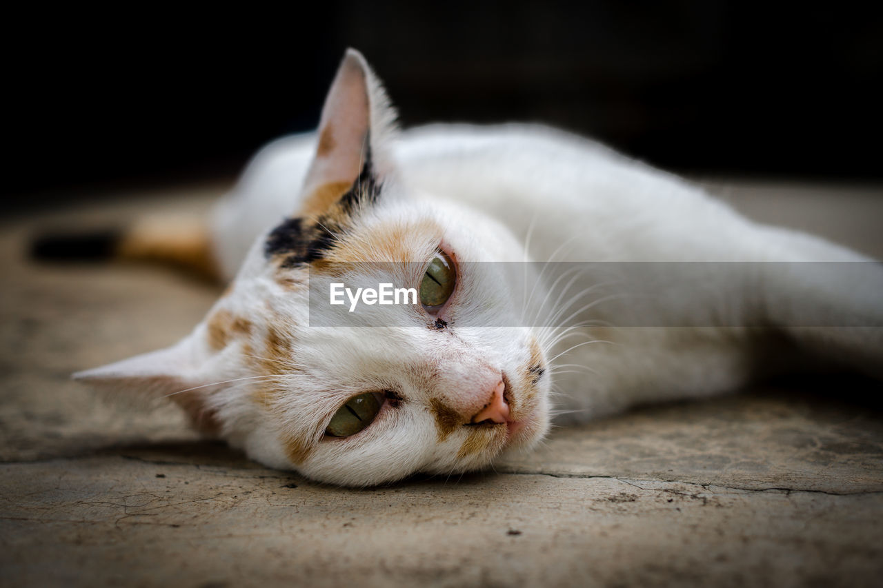 Close-up of cat lying on floor