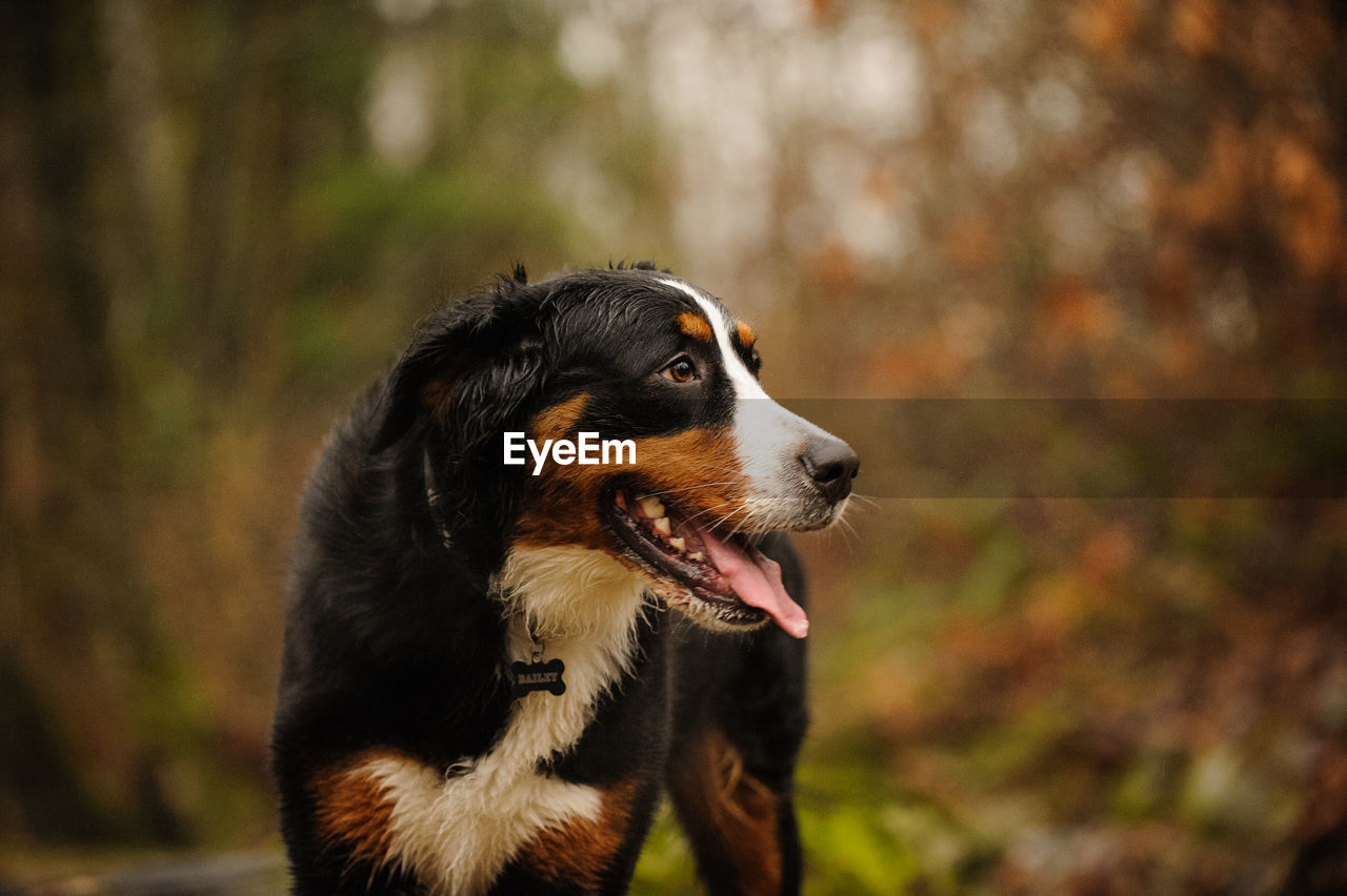 Close-up of dog looking away while standing on field