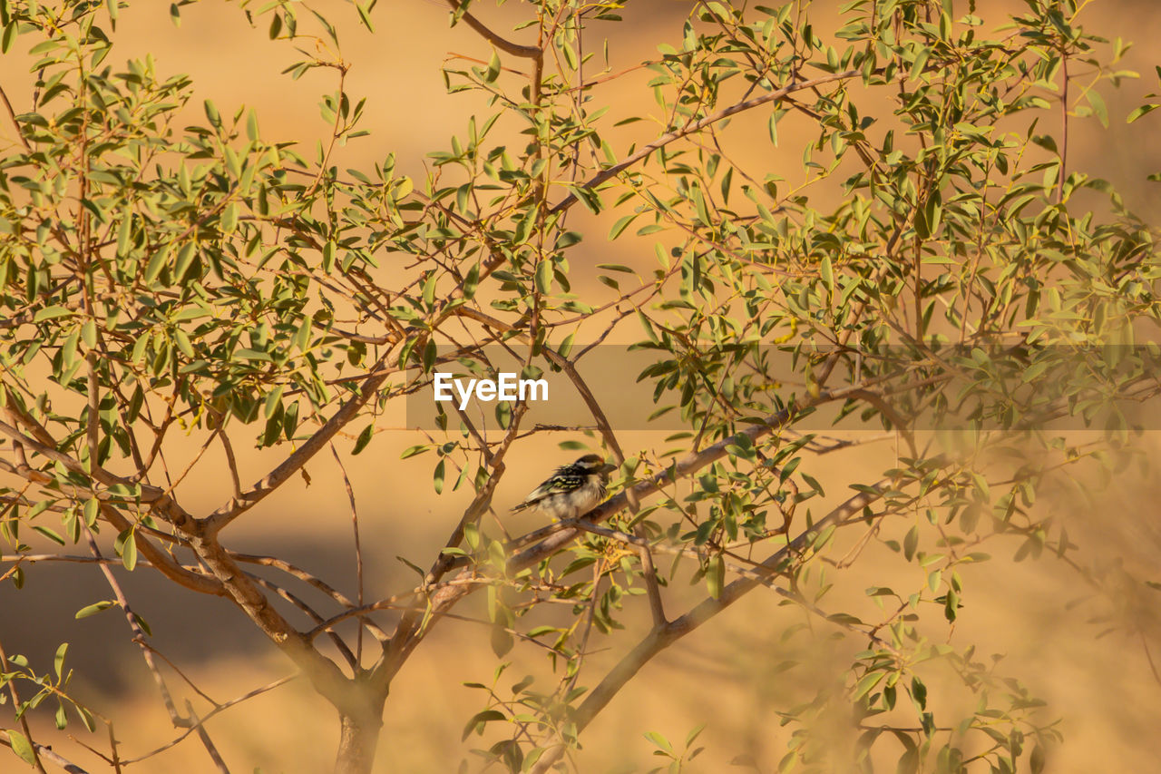 CLOSE-UP OF BIRD PERCHING ON BRANCH AGAINST BLURRED BACKGROUND