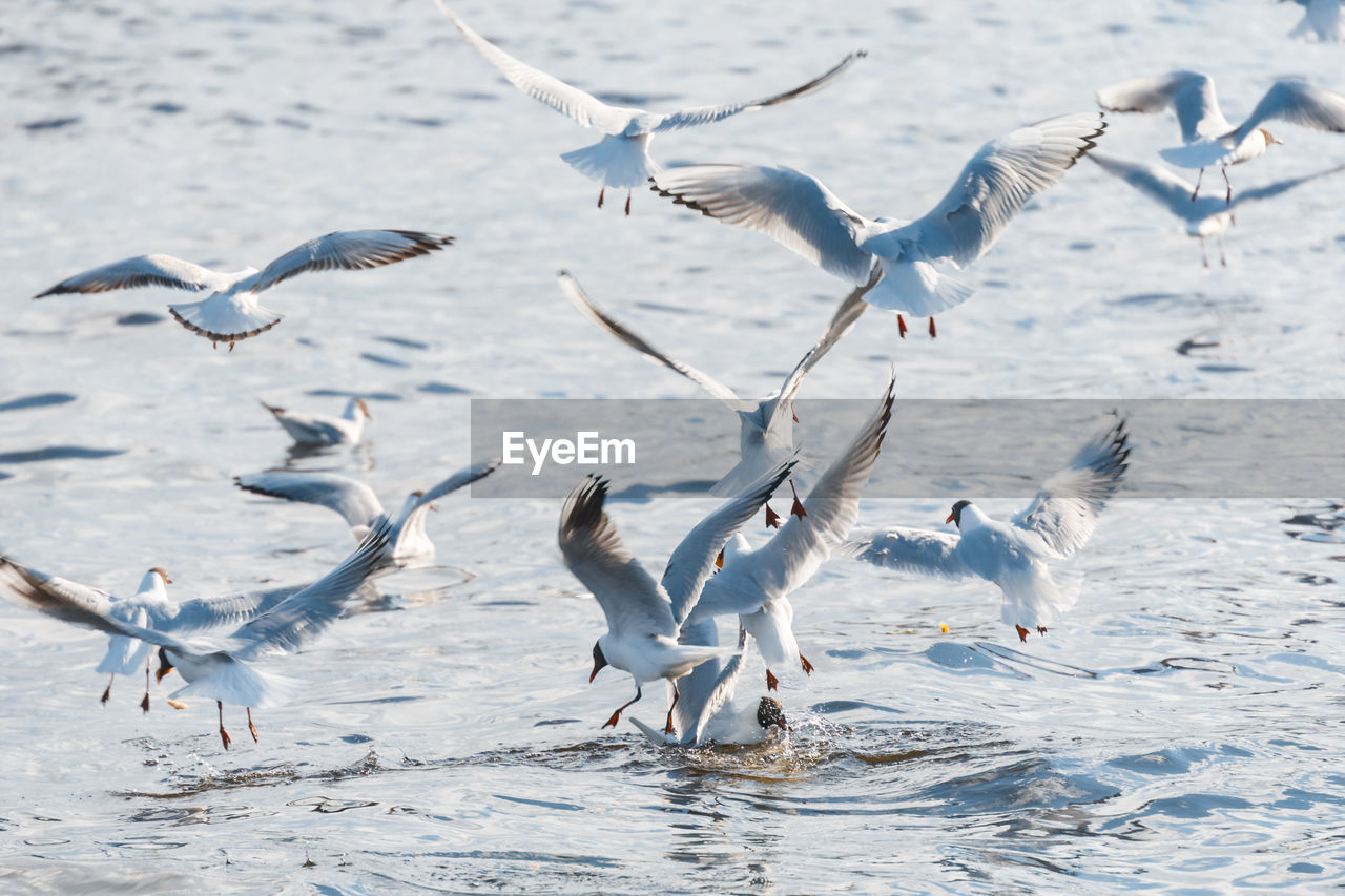 A lot of gulls are circling over the water and trying to catch fish. nature and wildlife concept.