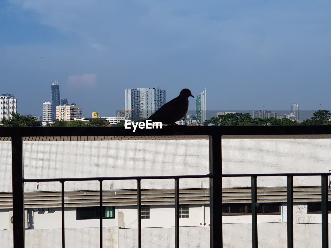 BIRDS PERCHING ON RAILING AGAINST BUILDINGS