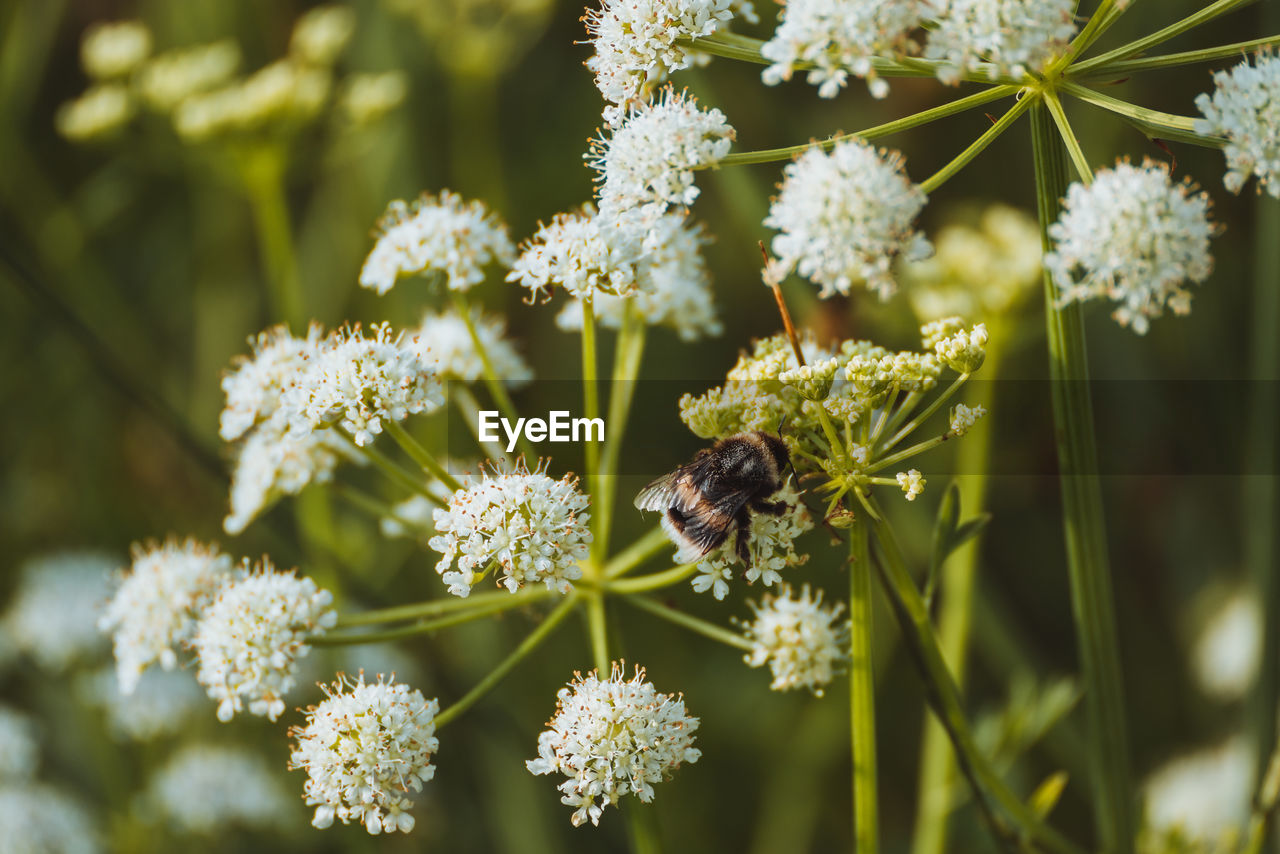 CLOSE-UP OF HONEY BEE POLLINATING ON FLOWER