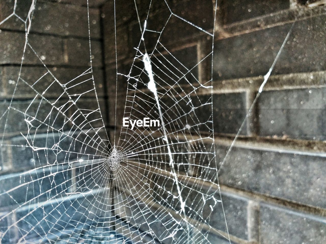 Close-up of spider on web