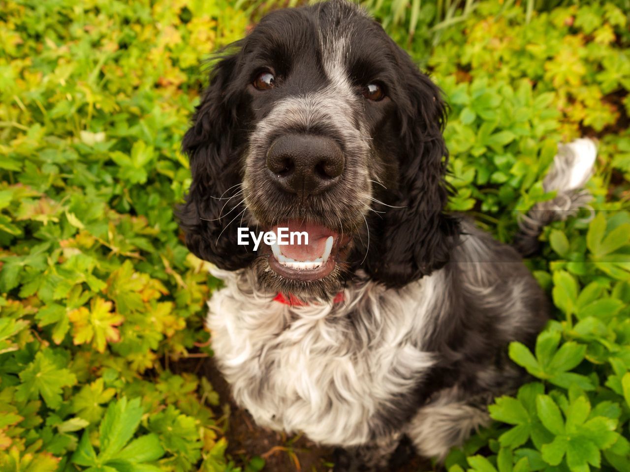 Portrait of dog sitting outdoors