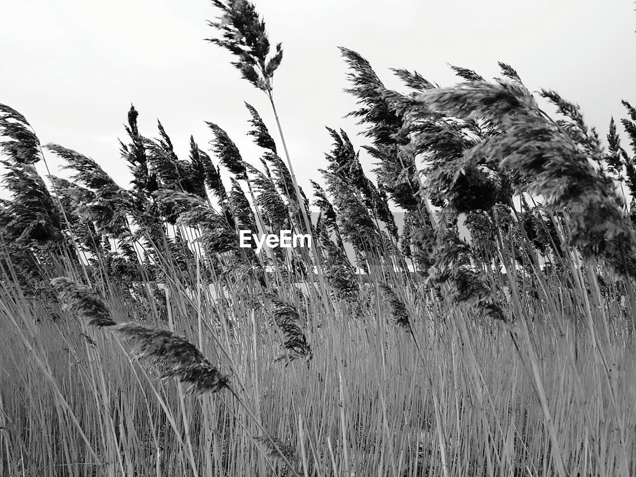 CLOSE-UP OF PLANT AGAINST SKY