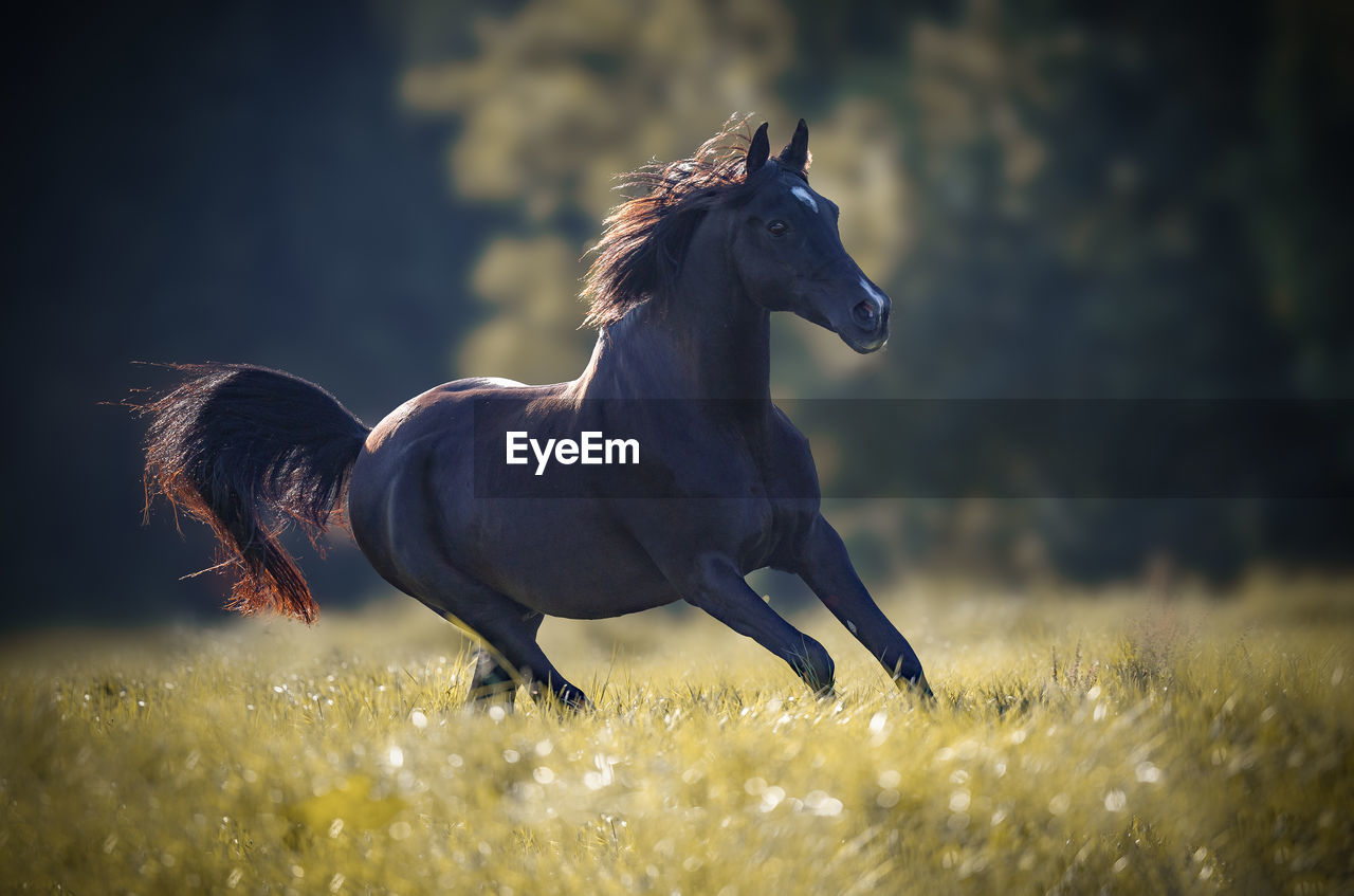 portrait of a horse standing on field