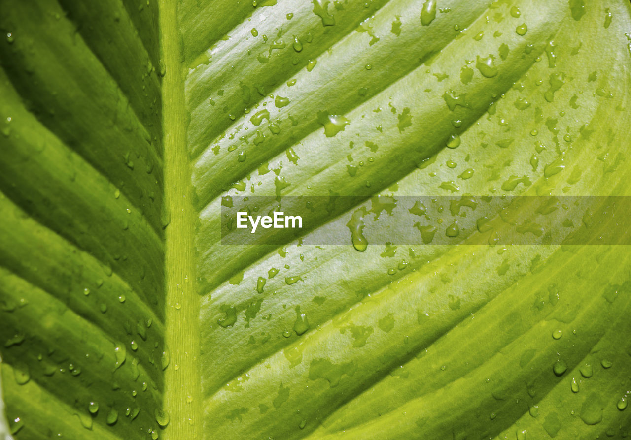 Abstract texture background detail of a leaf with water droplets