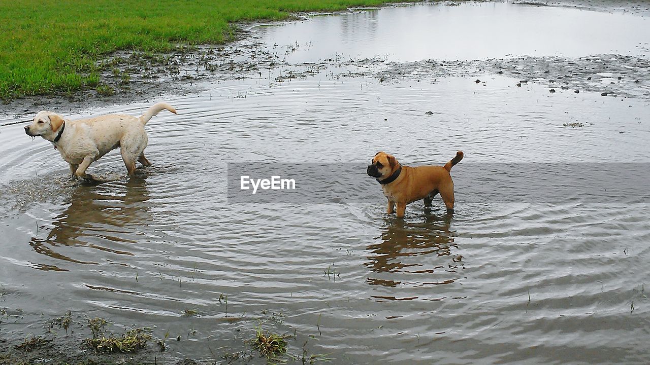 DOGS PLAYING IN LAKE