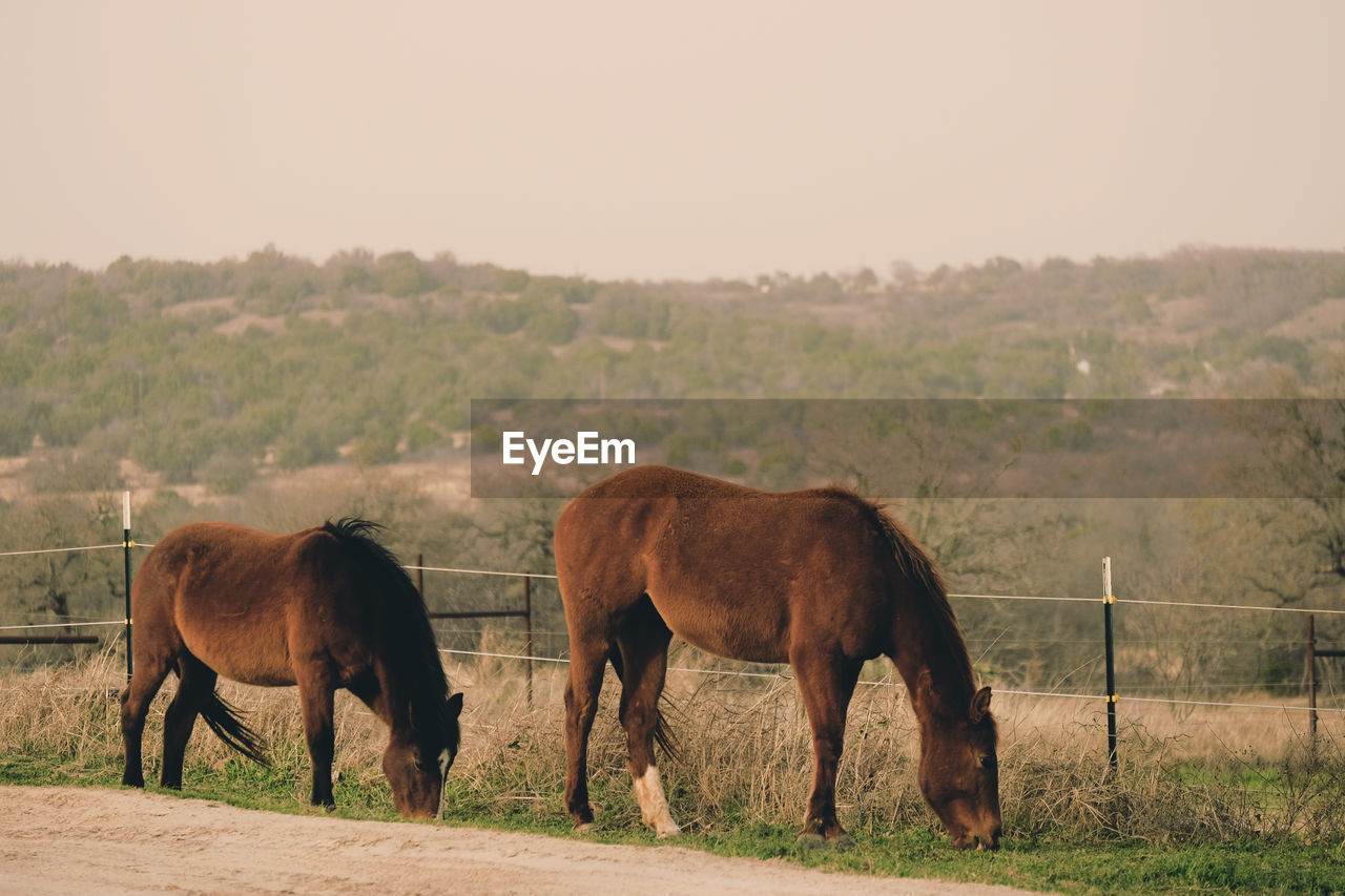 HORSES STANDING IN RANCH