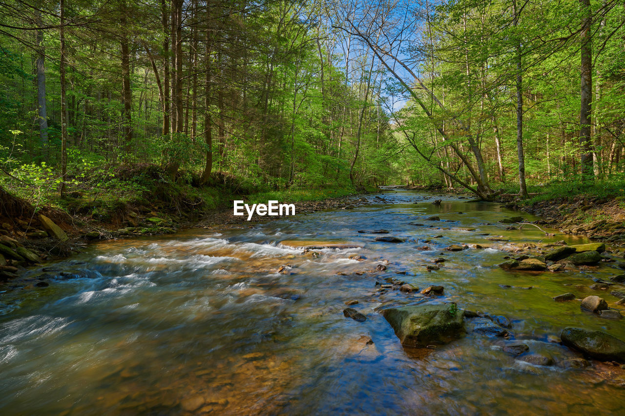 STREAM FLOWING THROUGH FOREST