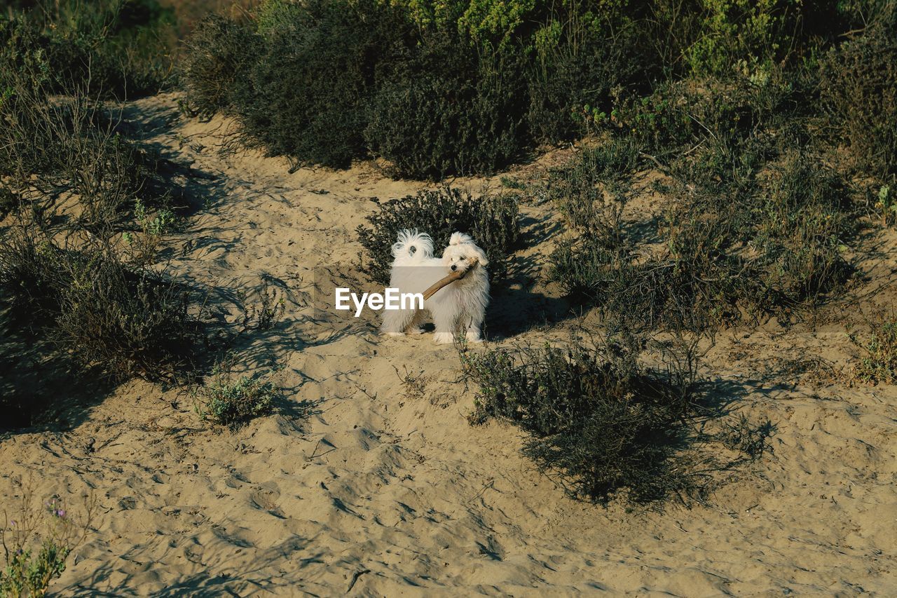 HIGH ANGLE VIEW OF CAT ON LAND