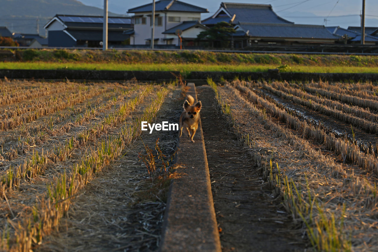 VIEW OF DOG ON DIRT TRACK