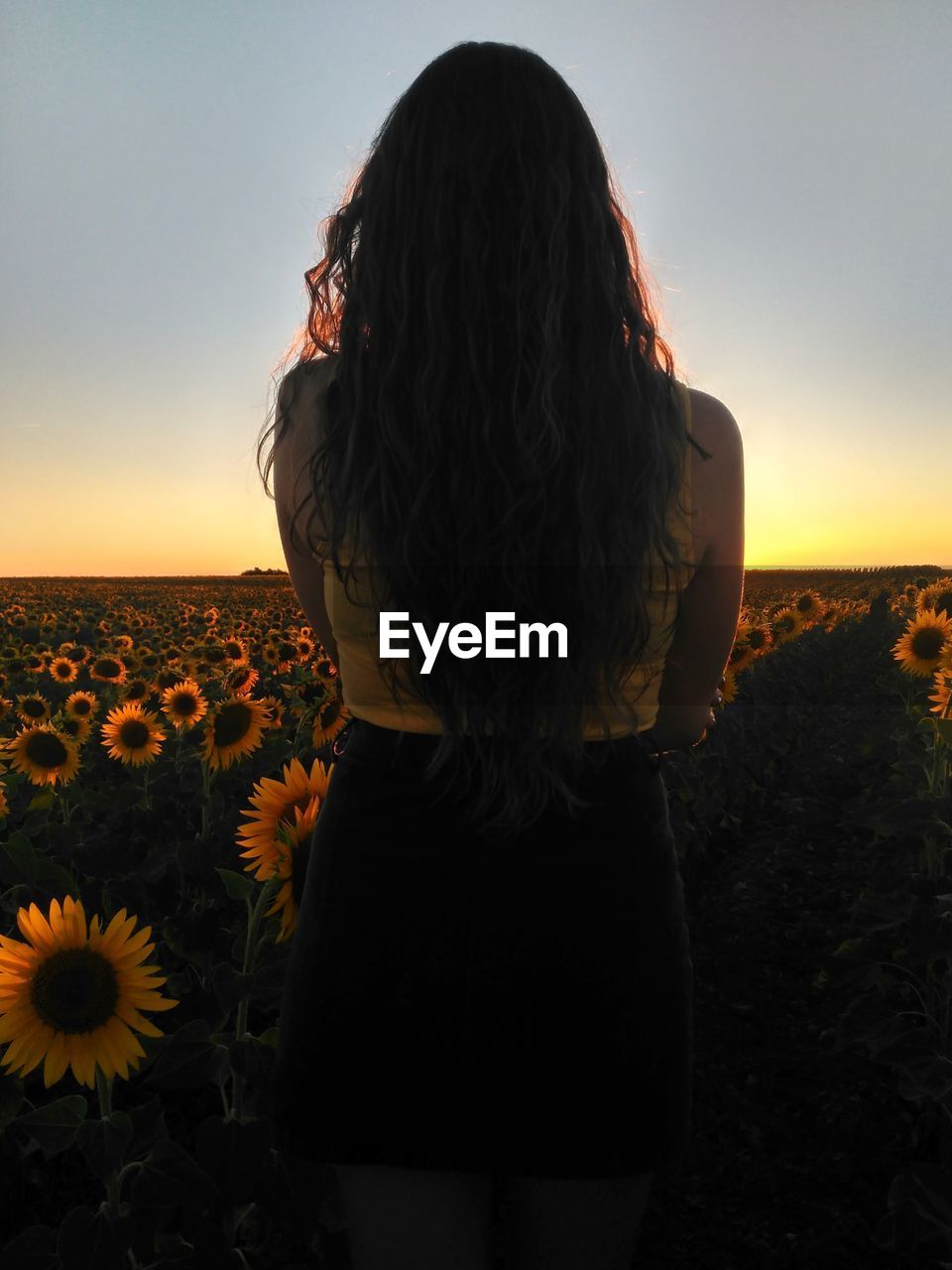 Rear view of woman standing on sunflower field during sunset