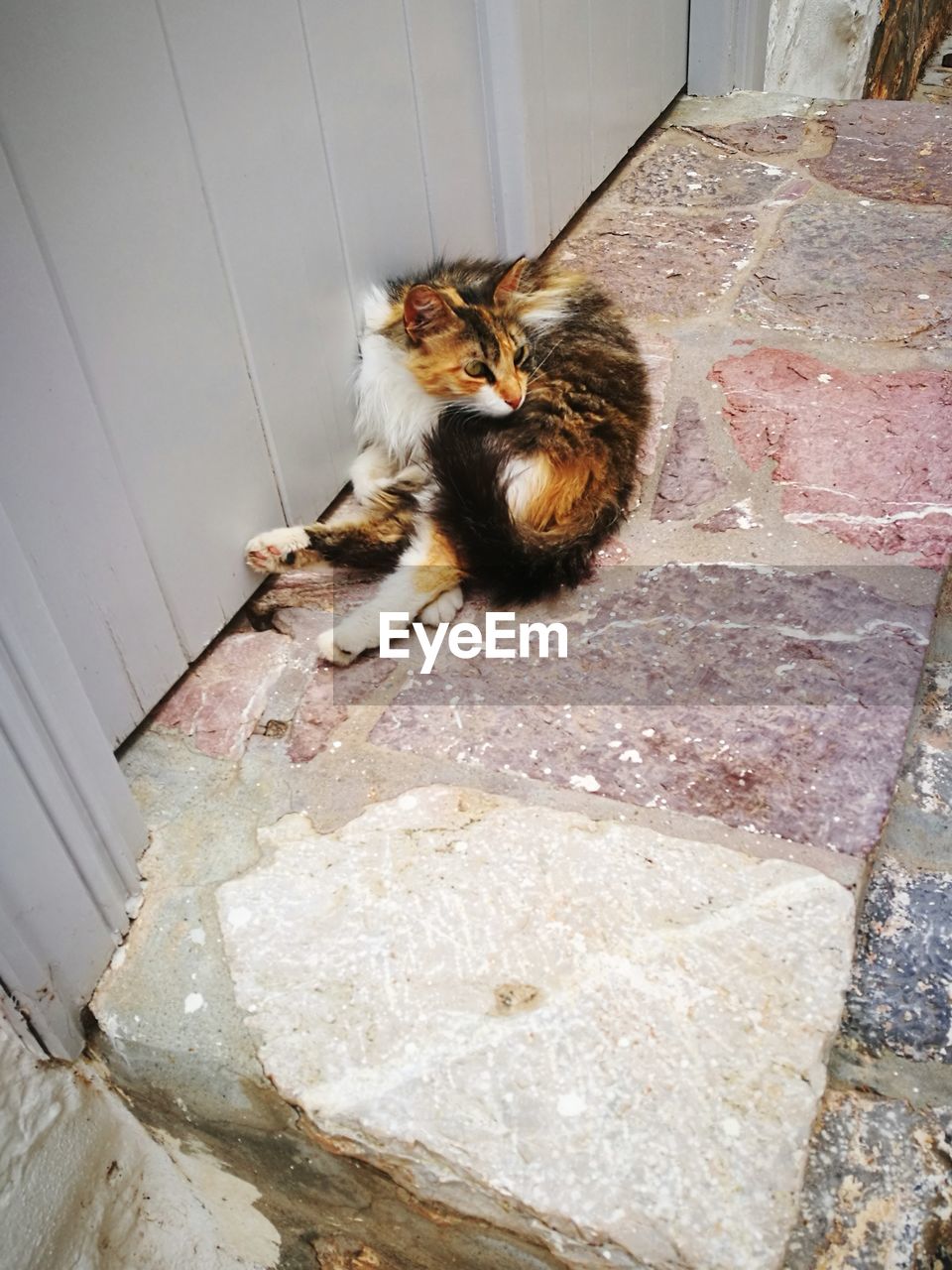 HIGH ANGLE VIEW OF CAT SITTING ON COBBLESTONE