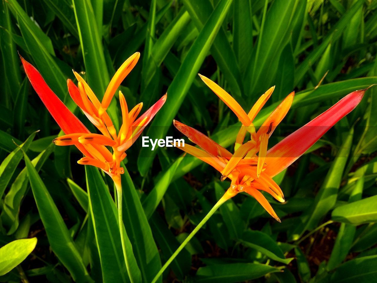 CLOSE-UP OF ORANGE FLOWER PLANT