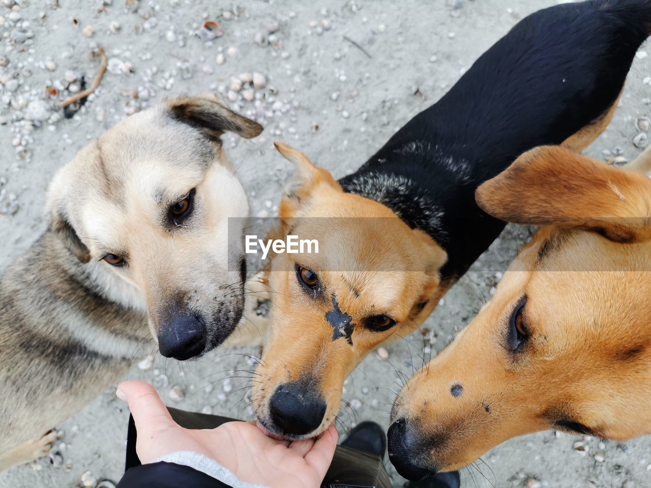 HIGH ANGLE VIEW OF DOG WITH HAND ON DOGS