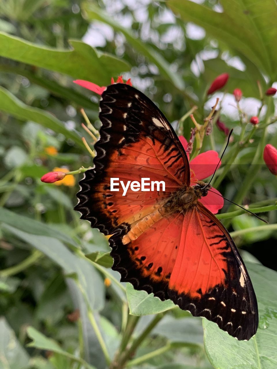 BUTTERFLY ON FLOWER