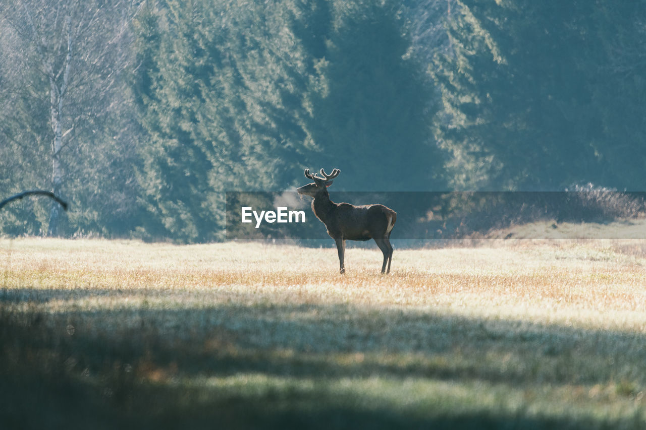 A deer in the colors of a foggy morning.