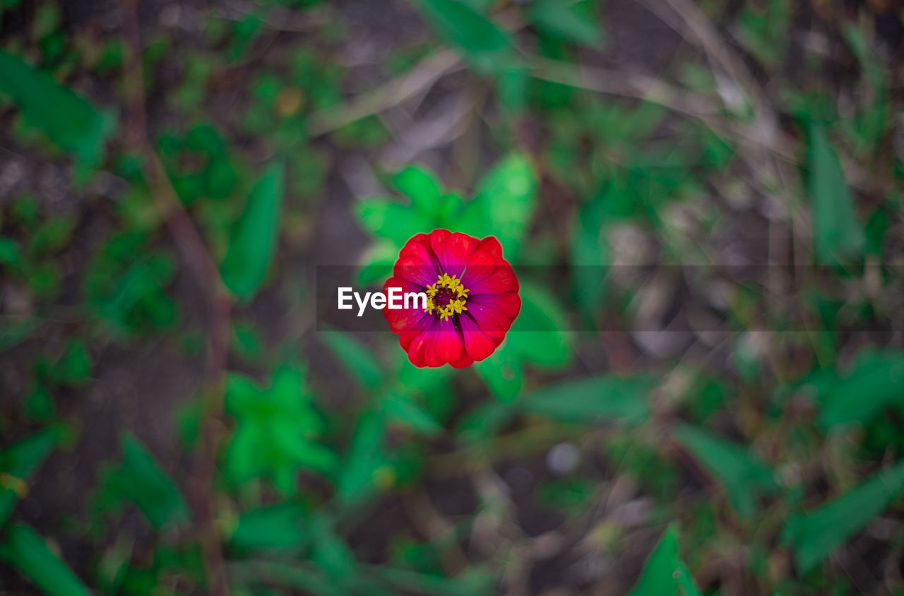 High angle view of red flowering plant