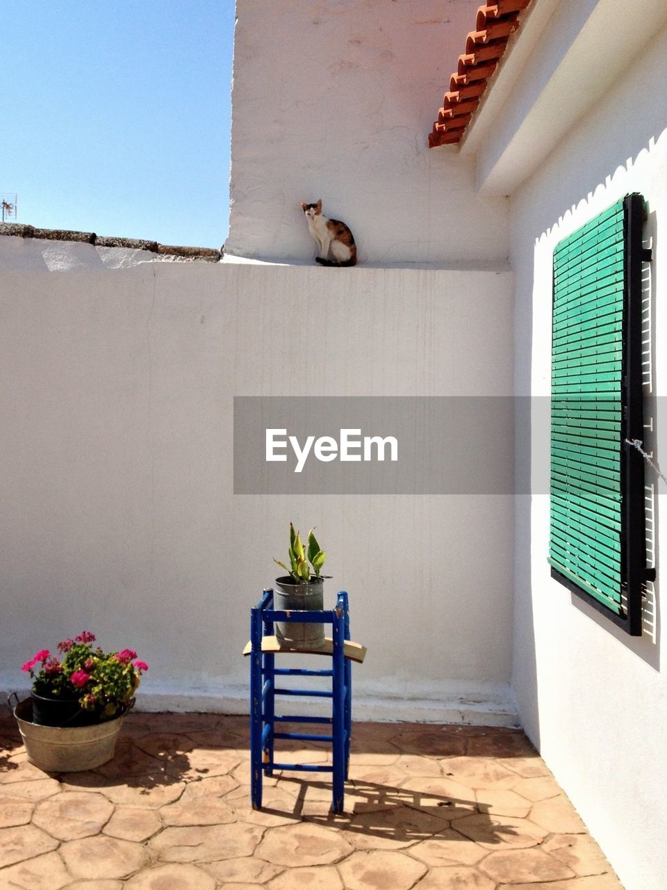 Potted plant and cat at yard of house