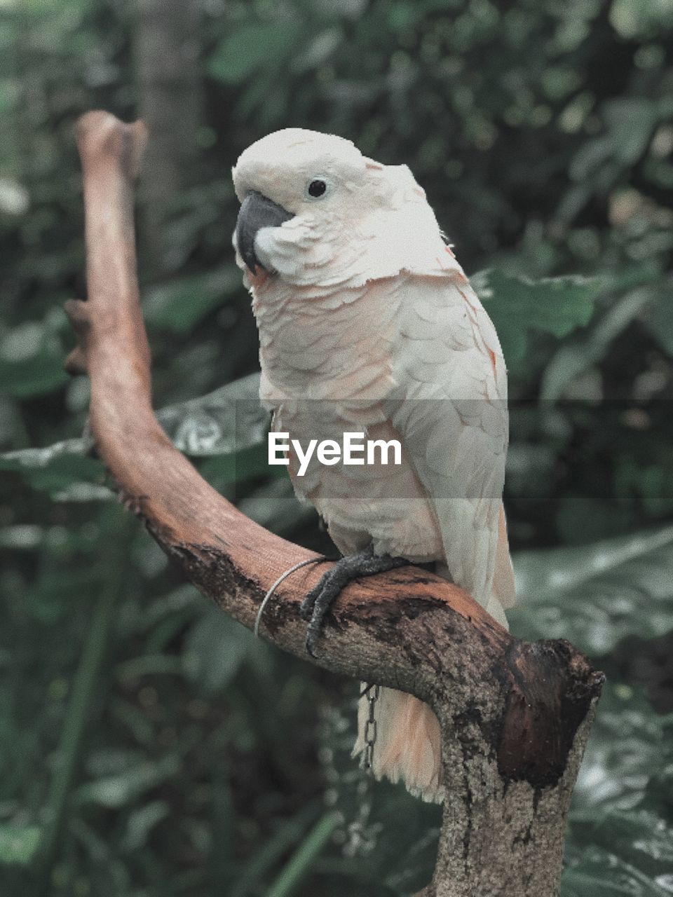 Close-up of bird perching on branch