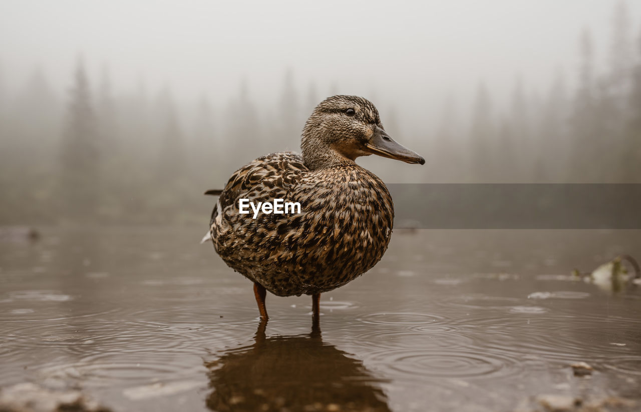 Bird on a lake