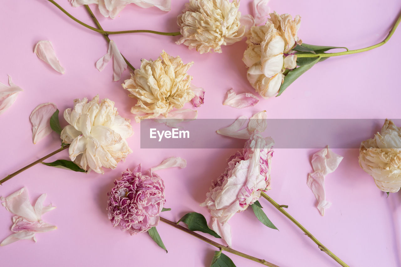 High angle view of wilted peonies on pink background