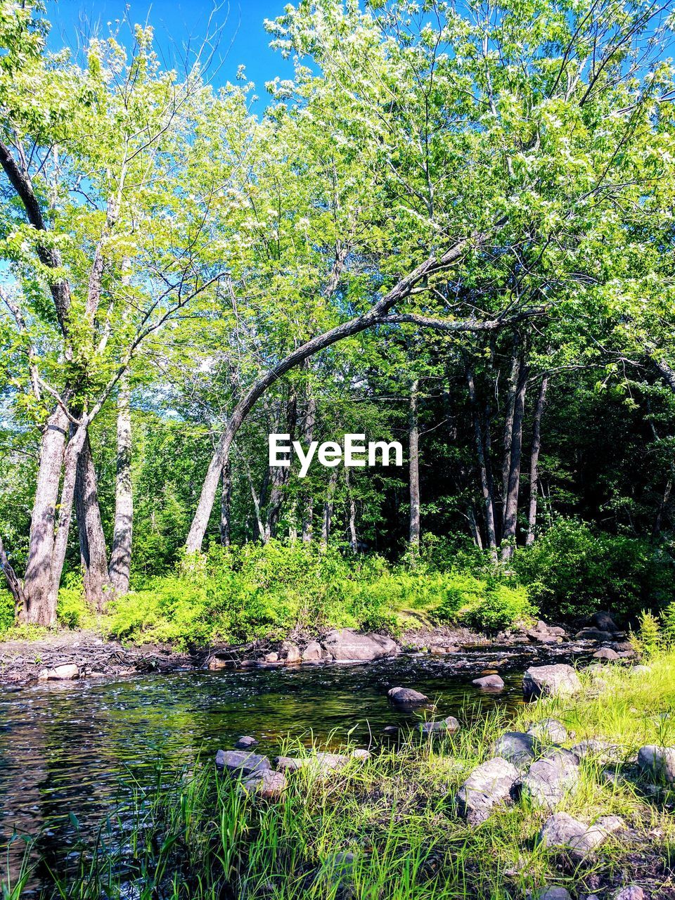 VIEW OF TREES IN RIVER