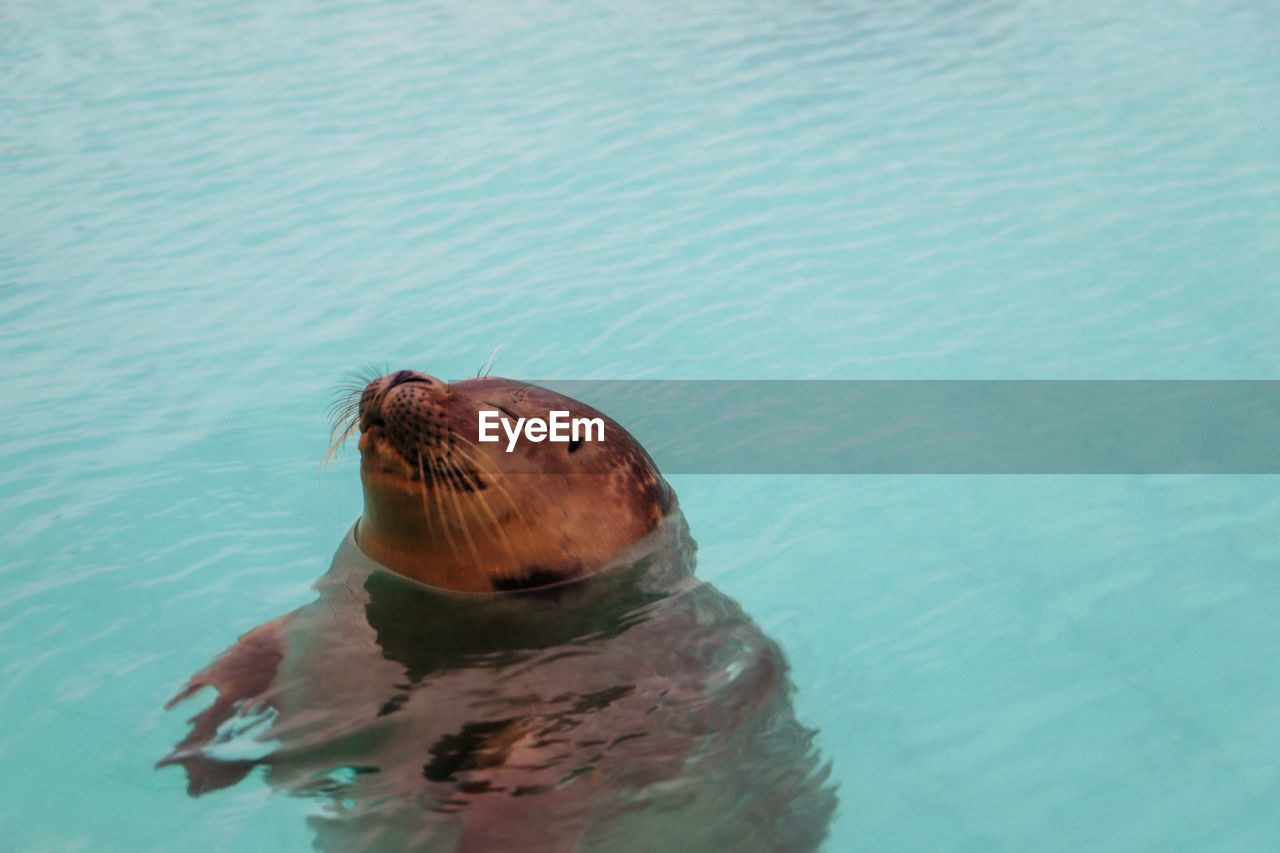High angle view of an seal