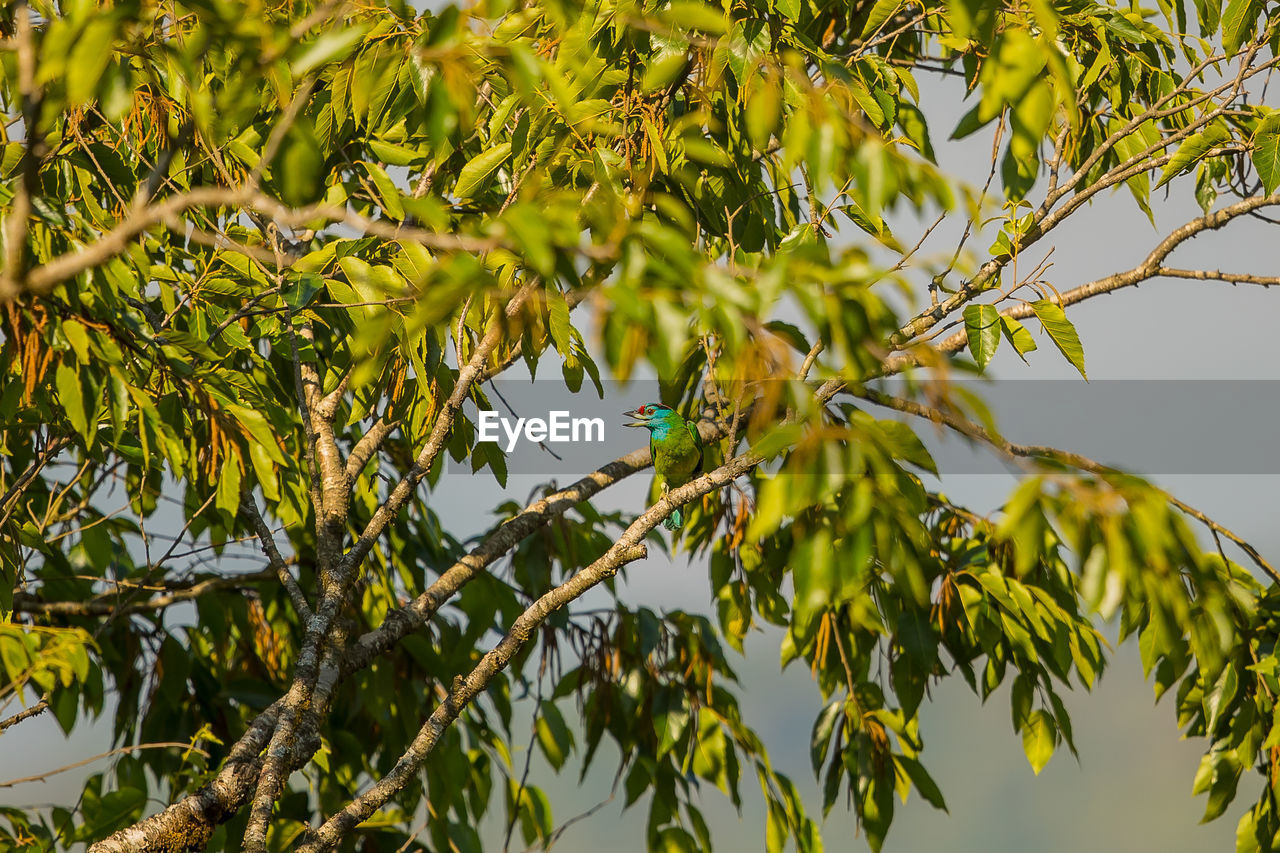 LOW ANGLE VIEW OF BIRD ON BRANCH