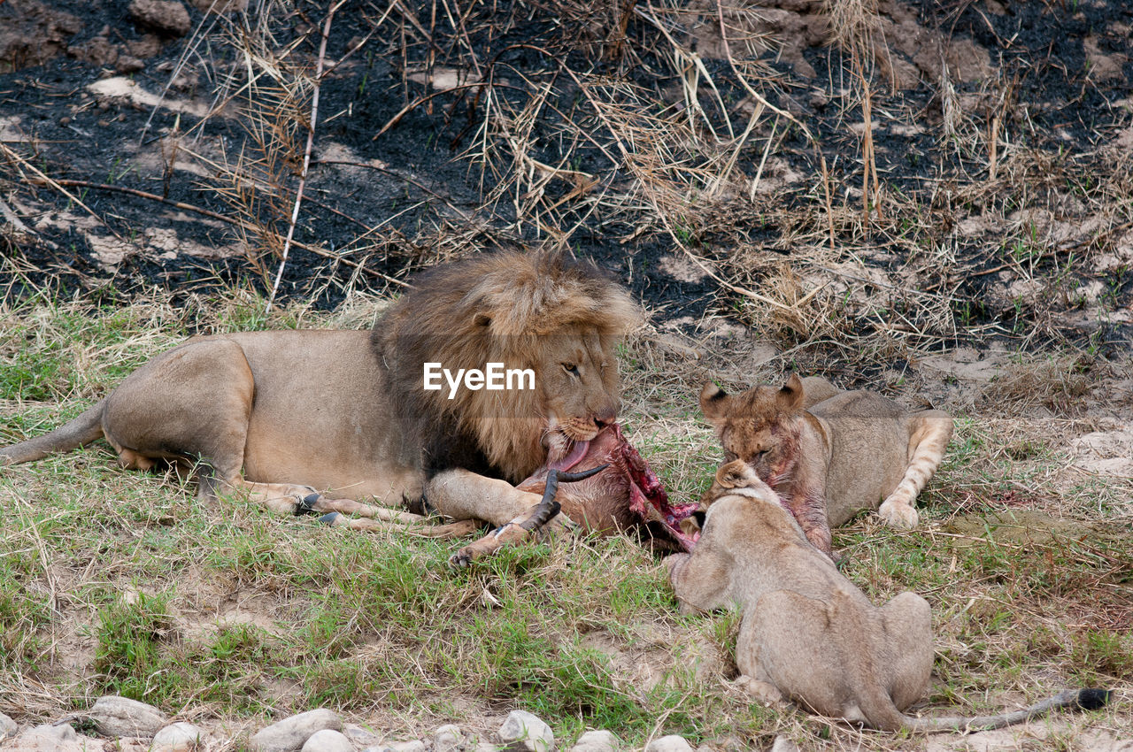 Lions hunting impala 