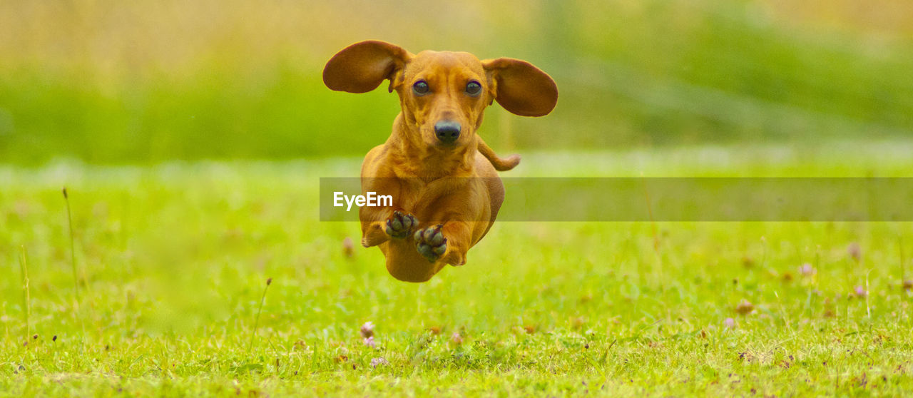 PORTRAIT OF DOG RUNNING ON GRASS