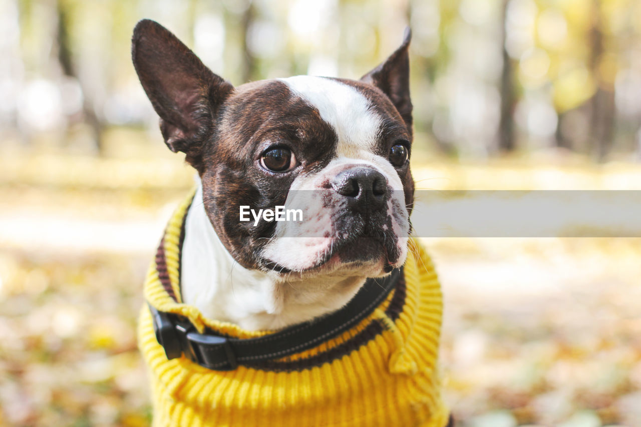 Portrait of boston terrier dog in the autumn park